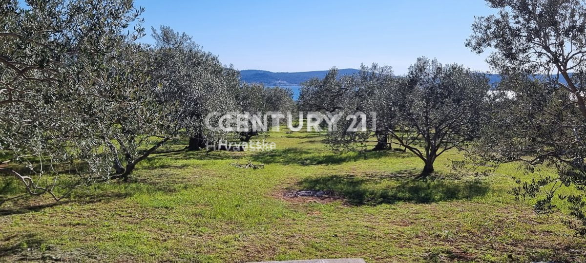 Biograd na Moru, Primorska, Sveti Filip in Jakov, prodaja se vzdrževani oljčnik