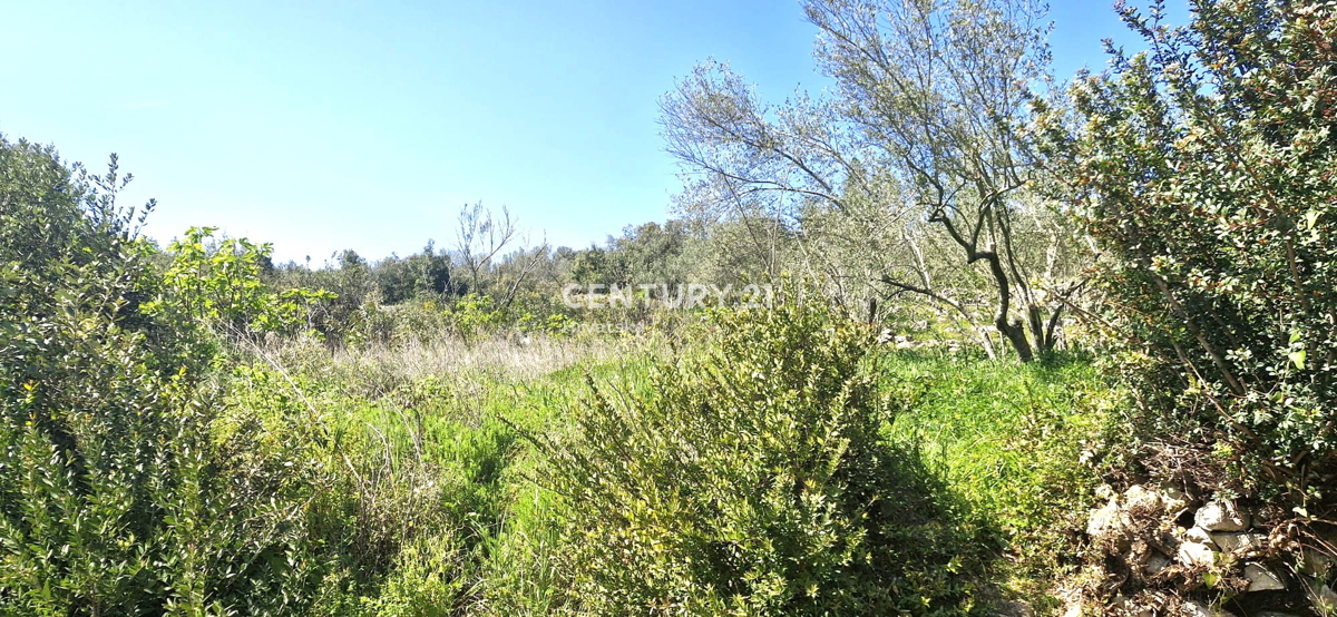 Kukljica - otok Ugljan - gradbena parcela 100 m od morja