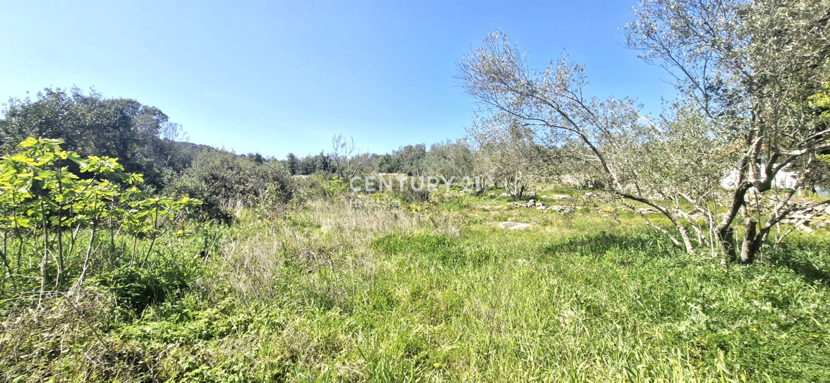 Kukljica - otok Ugljan - gradbena parcela 100 m od morja