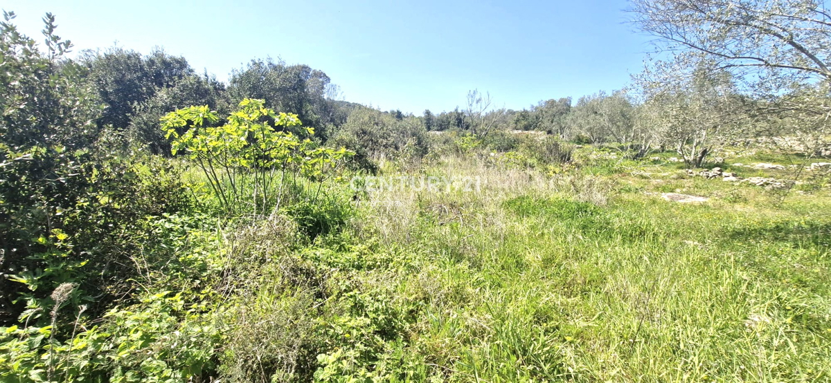 Kukljica - otok Ugljan - gradbena parcela 100 m od morja