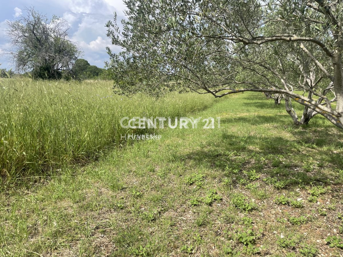 Poljoprivredno zemljišče v Svetem Filipu in Jakovu površine 5953 m2