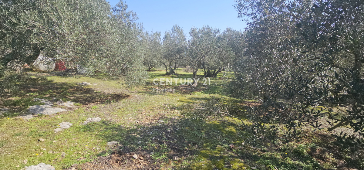 Kukljica, otok Ugljan, gradbena parcela površine 1840 m2 ograjena s suhozidom