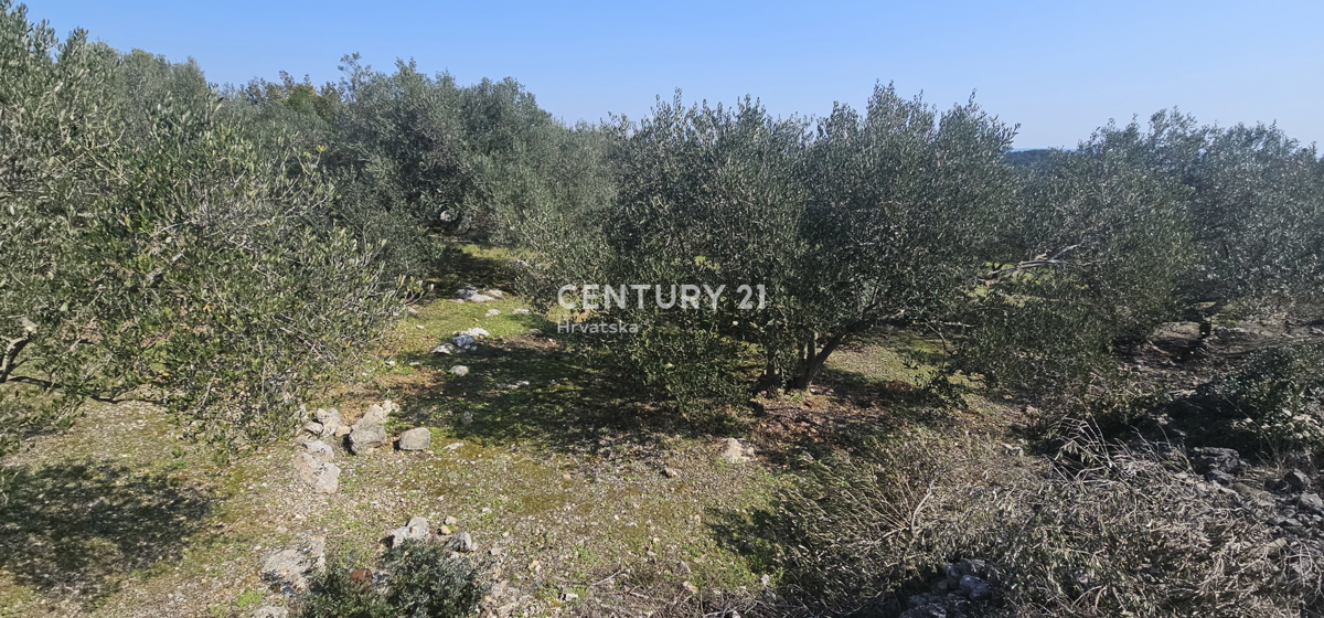 Kukljica, otok Ugljan, gradbena parcela površine 1840 m2 ograjena s suhozidom