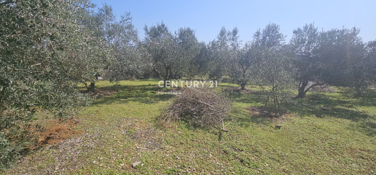 Kukljica, otok Ugljan, gradbena parcela površine 1840 m2 ograjena s suhozidom