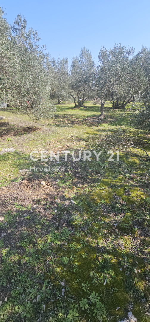 Kukljica, otok Ugljan, gradbena parcela površine 1840 m2 ograjena s suhozidom