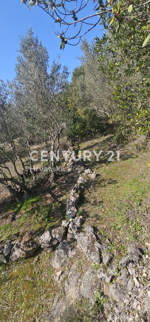 Kukljica, otok Ugljan, gradbena parcela površine 1840 m2 ograjena s suhozidom