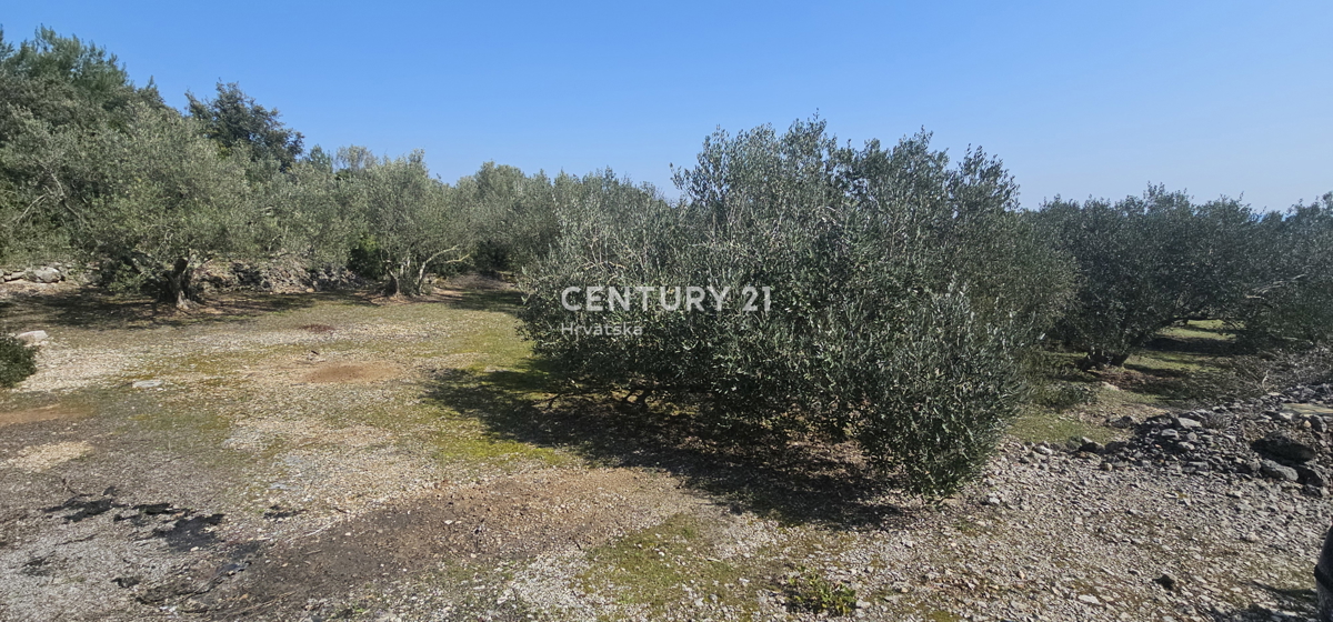 Kukljica, otok Ugljan, gradbena parcela površine 1840 m2 ograjena s suhozidom