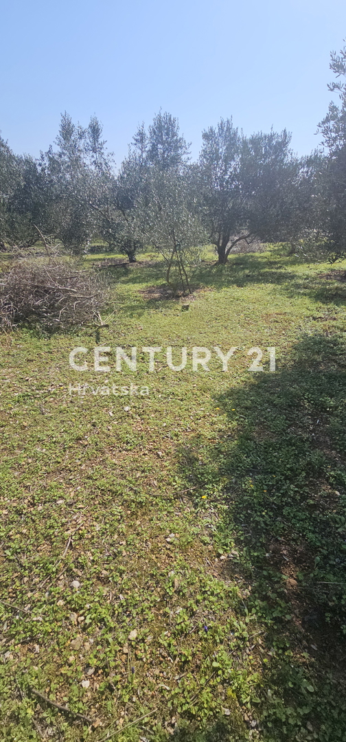 Kukljica, otok Ugljan, gradbena parcela površine 1840 m2 ograjena s suhozidom