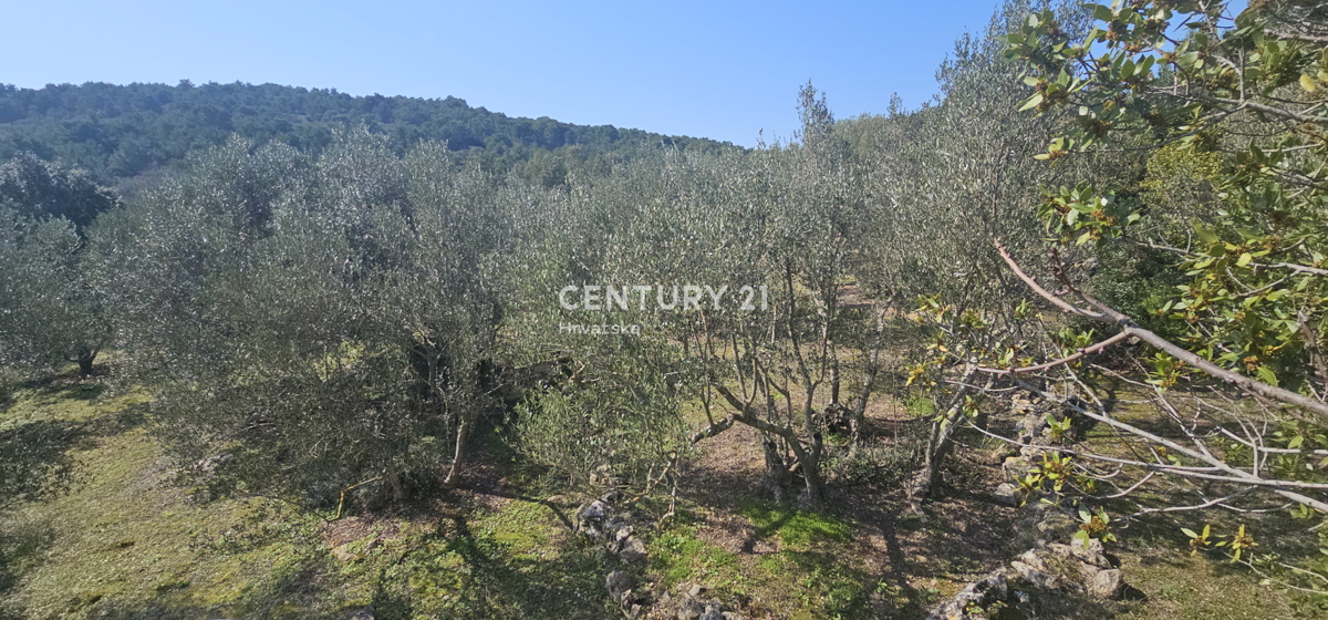 Kukljica, otok Ugljan, gradbena parcela površine 1840 m2 ograjena s suhozidom