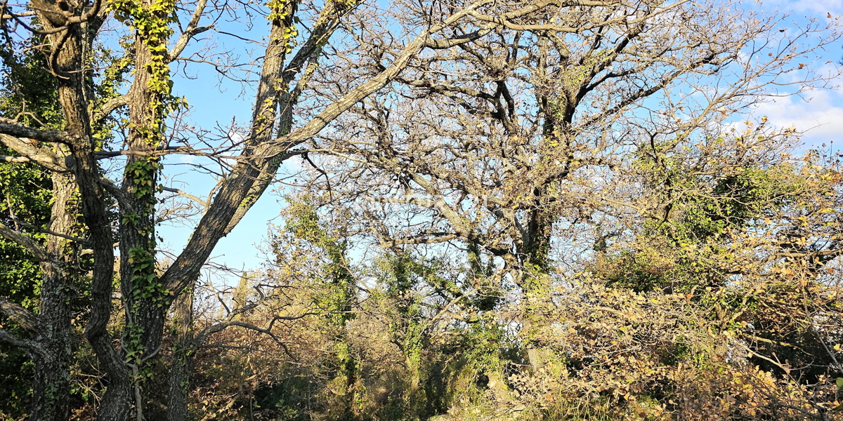 Pakoštane, Drage, gradbena parcela površine 1040 m2