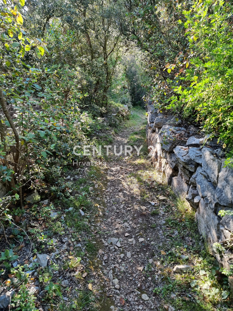 Tkon, otok Pašman, prodaja velike zapuščene oljčne nasade