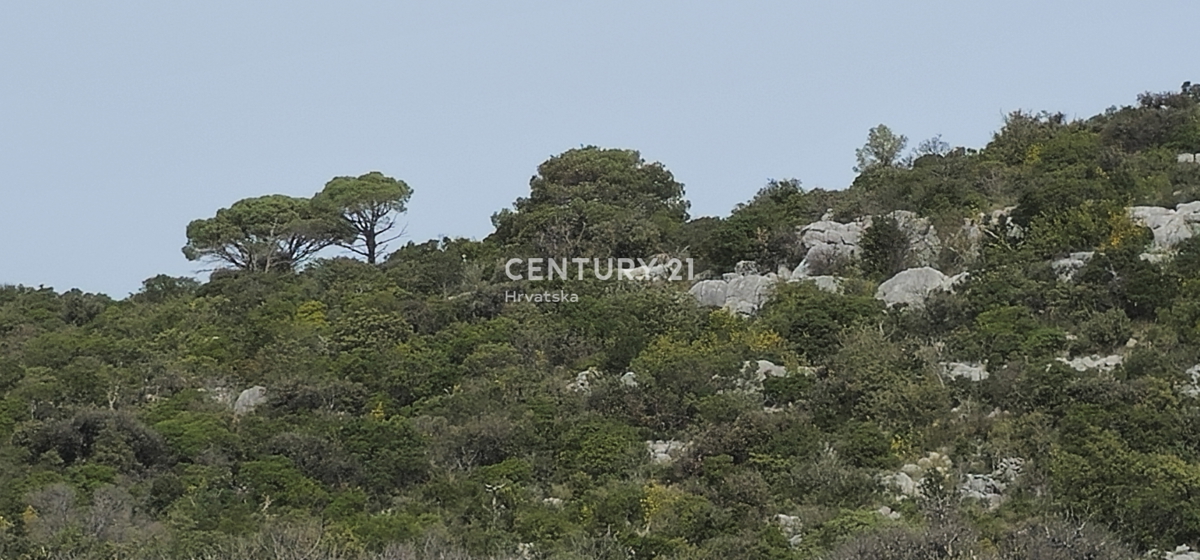 Tkon, otok Pašman, prodaja velike zapuščene oljčne nasade