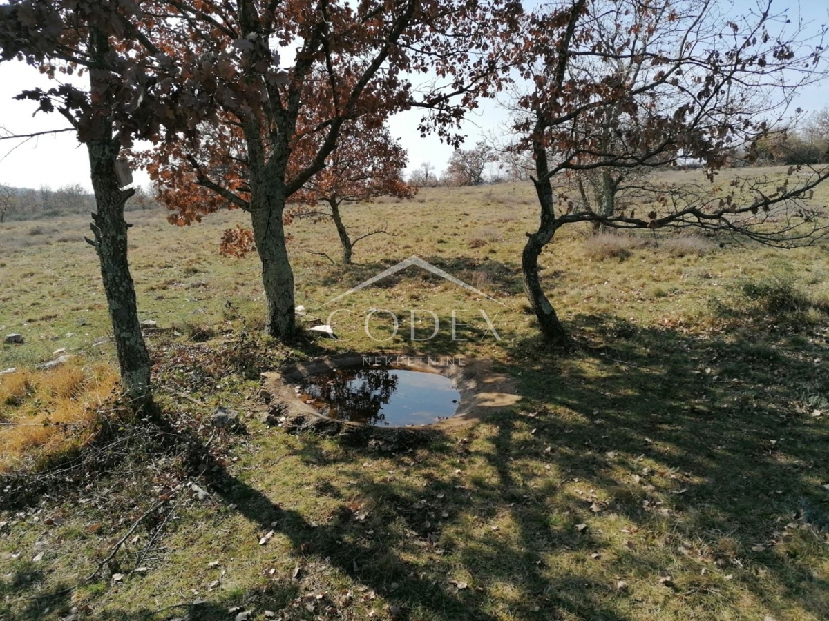 Višnjan - prodaja večje kmetijske parcele s pogledom na morje