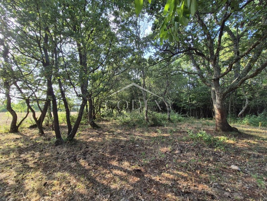 Kaštelir – prodaja kmetijskega zemljišča z lastnim gozdom