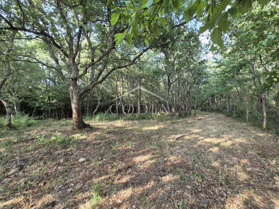 Kaštelir – prodaja kmetijskega zemljišča z lastnim gozdom