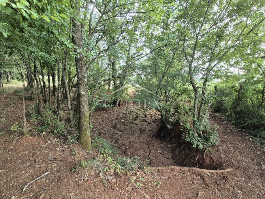 Kaštelir – prodaja kmetijskega zemljišča z lastnim gozdom