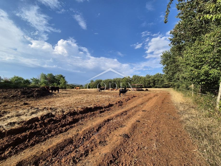 Kaštelir – prodaja kmetijskega zemljišča z lastnim gozdom