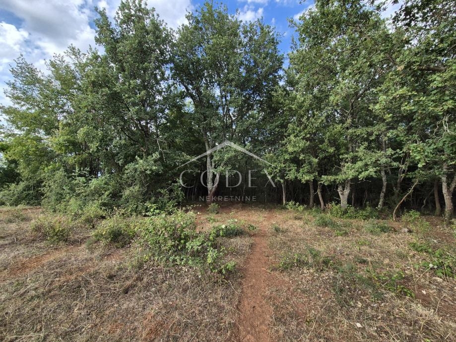 Kaštelir – prodaja kmetijskega zemljišča z lastnim gozdom