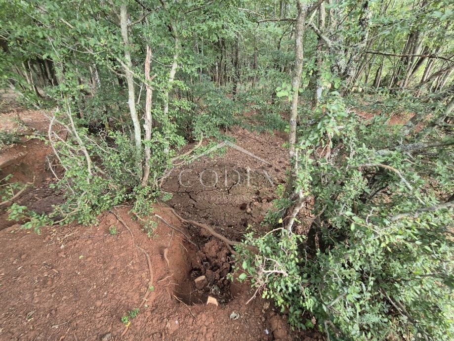 Kaštelir – prodaja kmetijskega zemljišča z lastnim gozdom