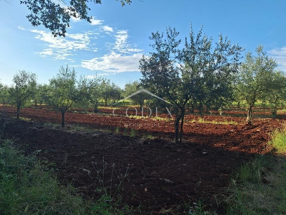 Brtonigla - prodaja oljčnika s 115 oljkami