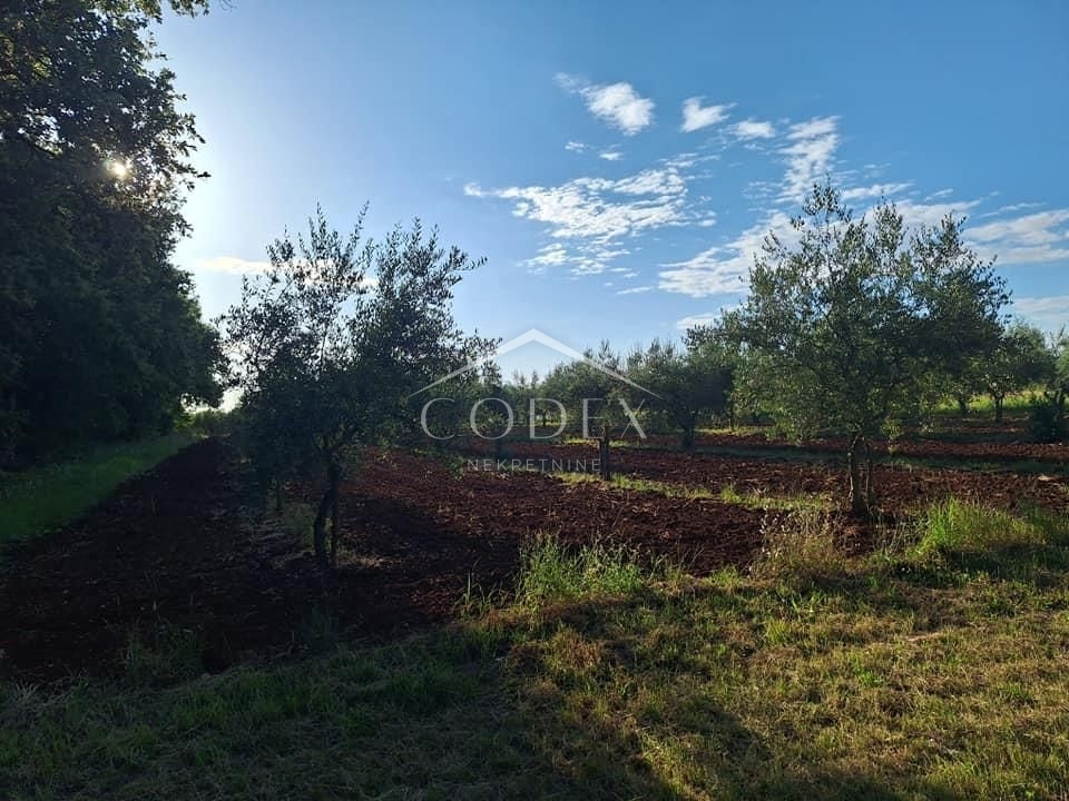 Brtonigla - prodaja oljčnika s 115 oljkami