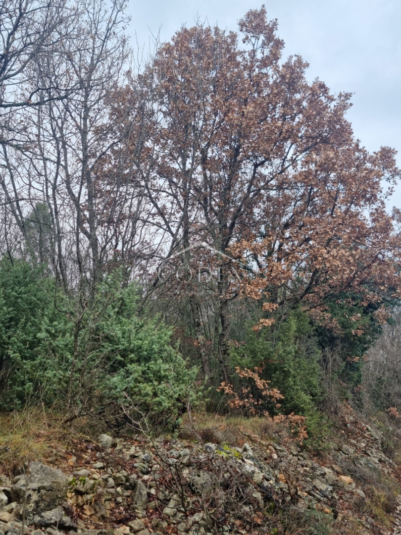 Labin – gozdno zemljišče z investicijskim potencialom