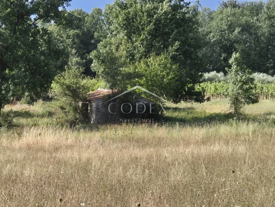 Kaštelir, Cerjani - prodaja velike kmetijske zemljišč