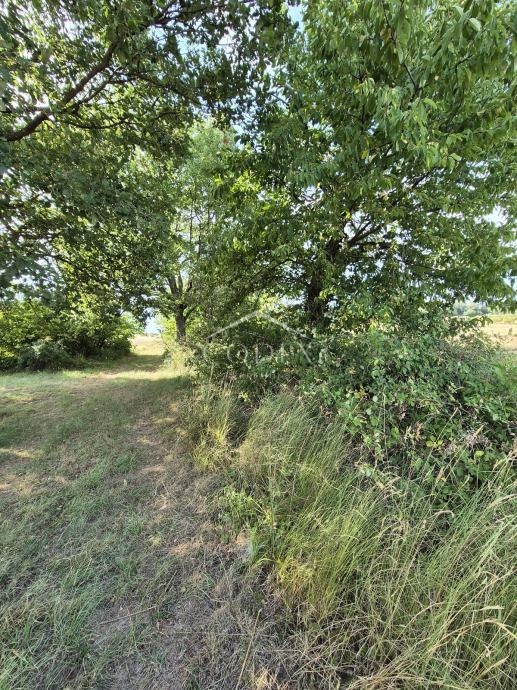 Kaštelir, Cerjani - prodaja velike kmetijske zemljišč