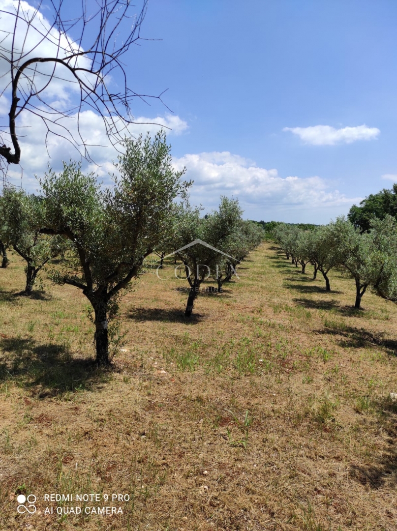 Kaštelir – prodaja oljčnika z 85 oljkami