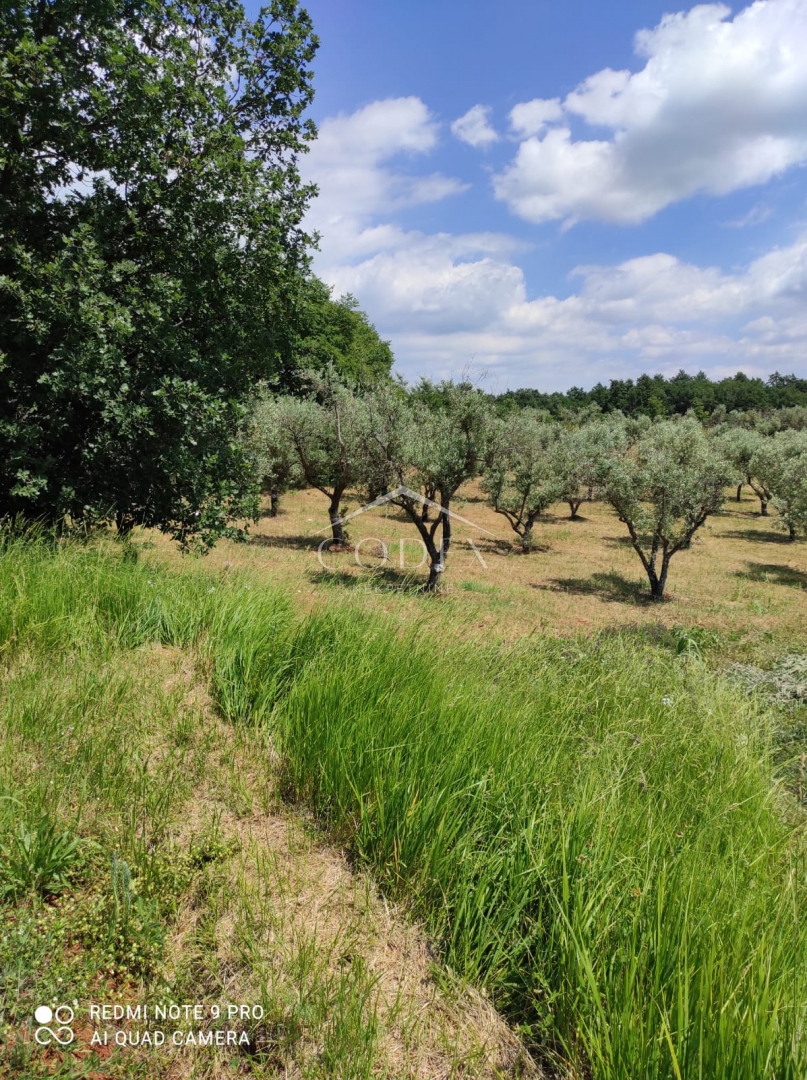 Kaštelir – prodaja oljčnika z 85 oljkami