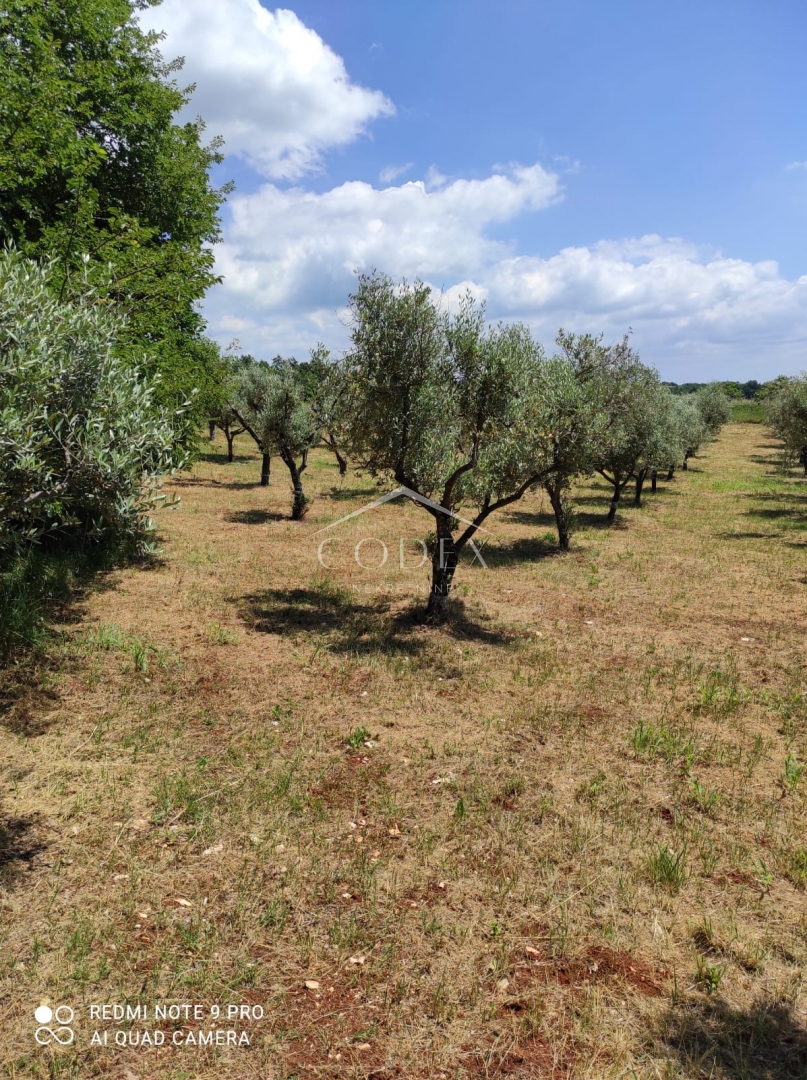 Kaštelir – prodaja oljčnika z 85 oljkami