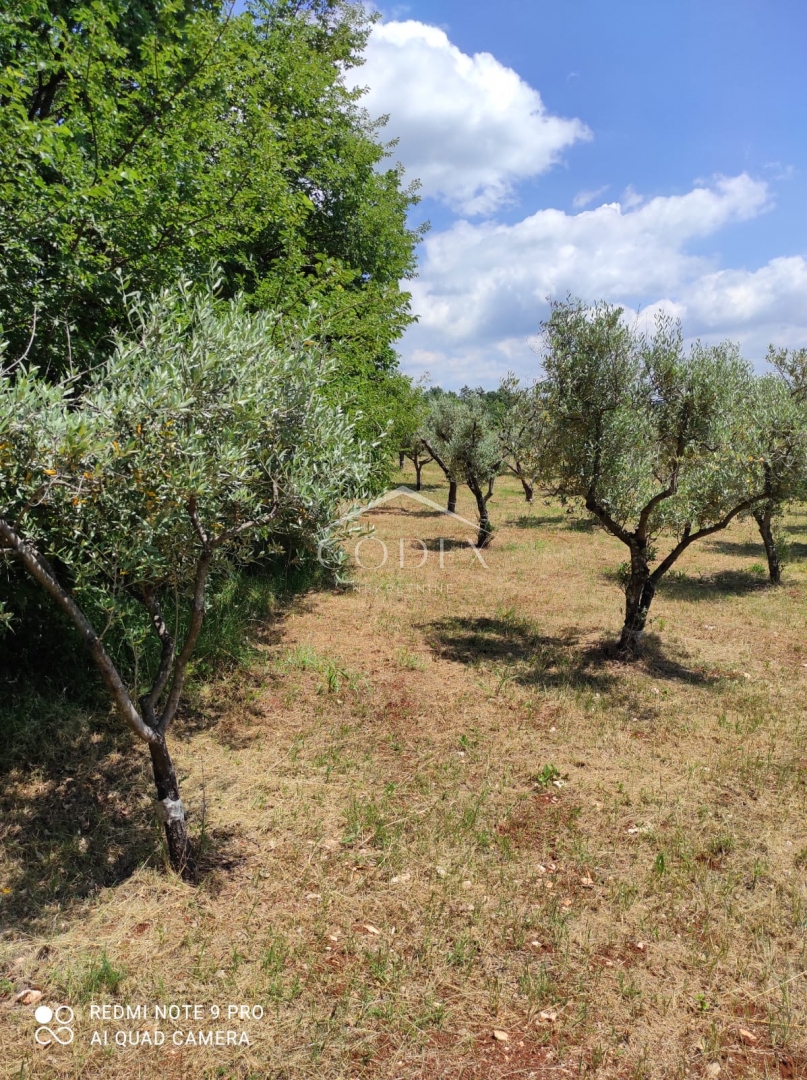 Kaštelir – prodaja oljčnika z 85 oljkami