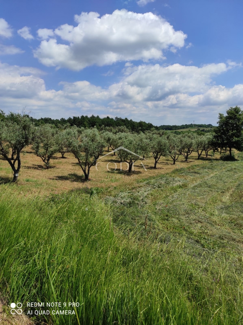 Kaštelir – prodaja oljčnika z 85 oljkami