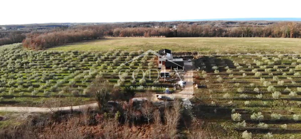 Buje - oljčnik z objektom 300 m2