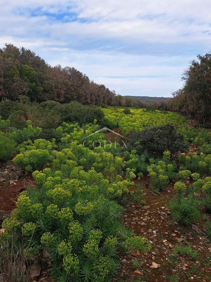 Punta Križa - prodaja kmetijskega zemljišča