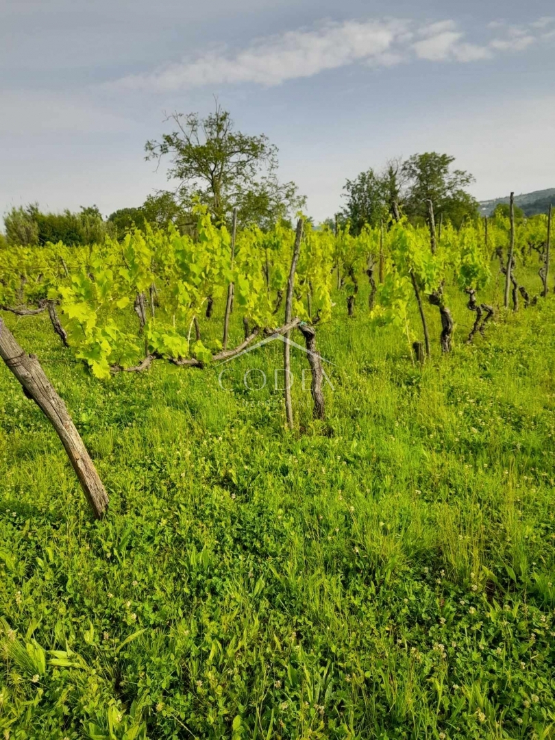 Buje, Kaštel - Vinograd s 1000 trtami