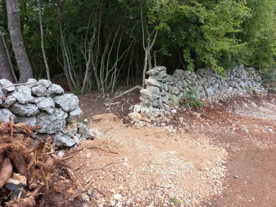 Krk - Oljčni nasad in gozd