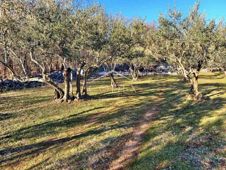Krk - Oljčni nasad in gozd