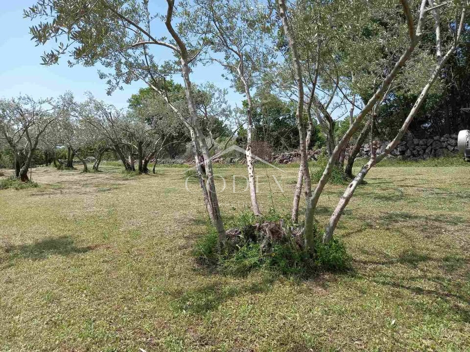Krk - Oljčni nasad in gozd