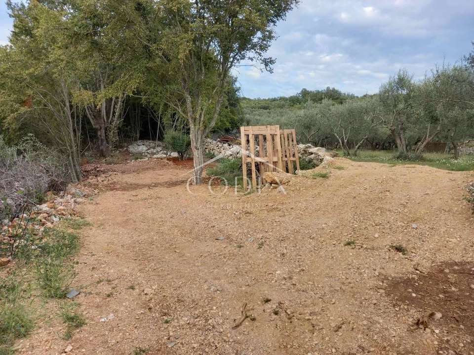 Krk - Oljčni nasad in gozd