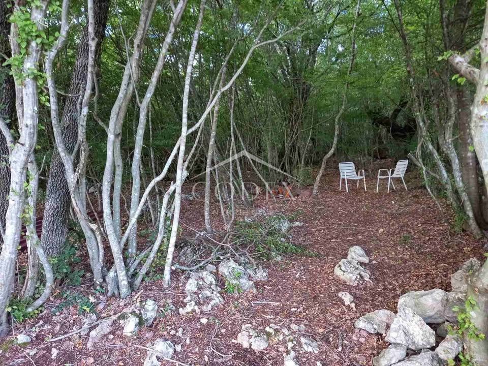 Krk - Oljčni nasad in gozd