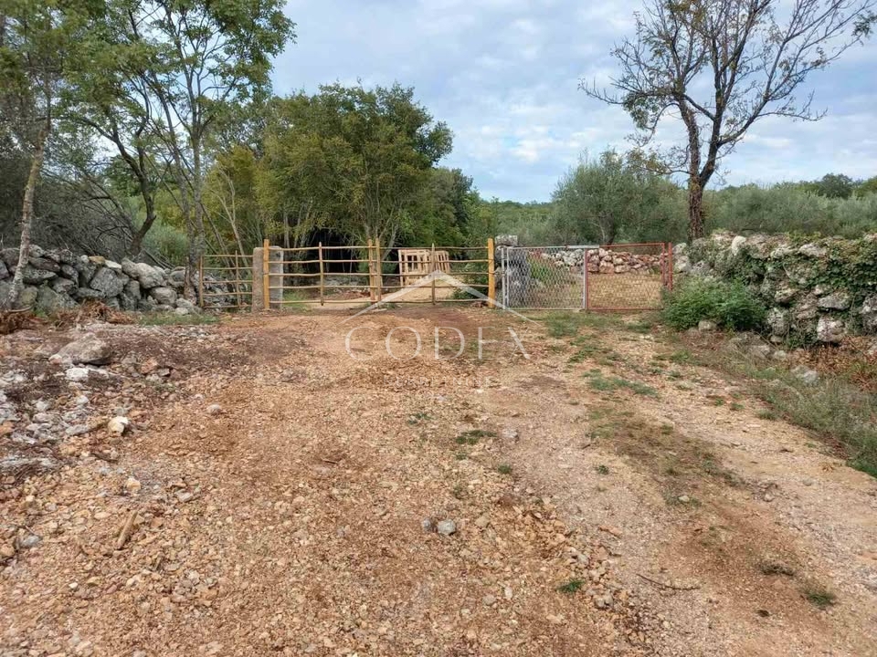 Krk - Oljčni nasad in gozd