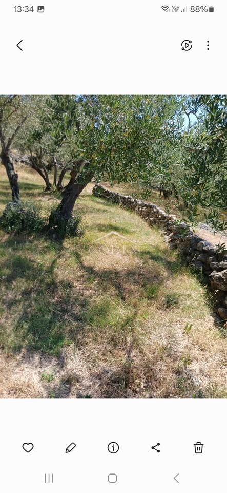 Krk - Oljčni nasad in gozd