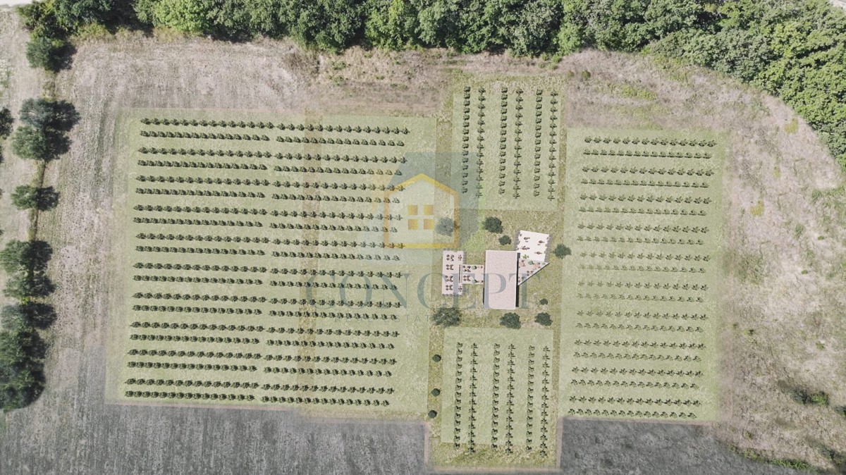 Buje, okolica, Prekrasno zemljište, idealno za gradnjo vinske kleti