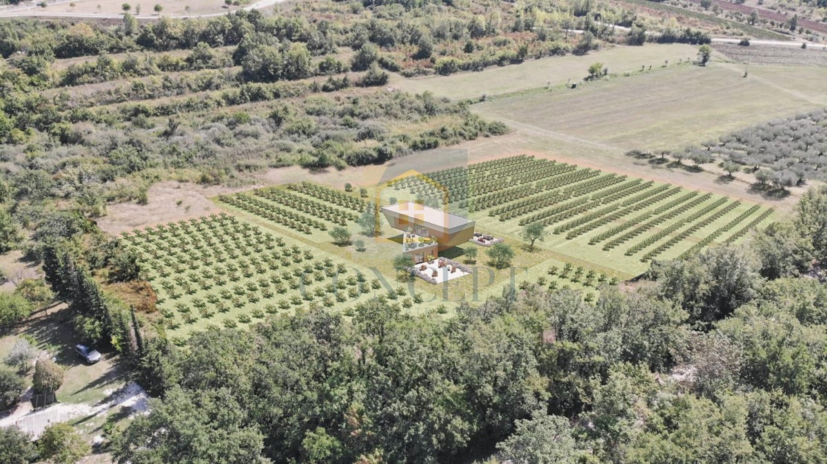 Buje, okolica, Prekrasno zemljište, idealno za gradnjo vinske kleti