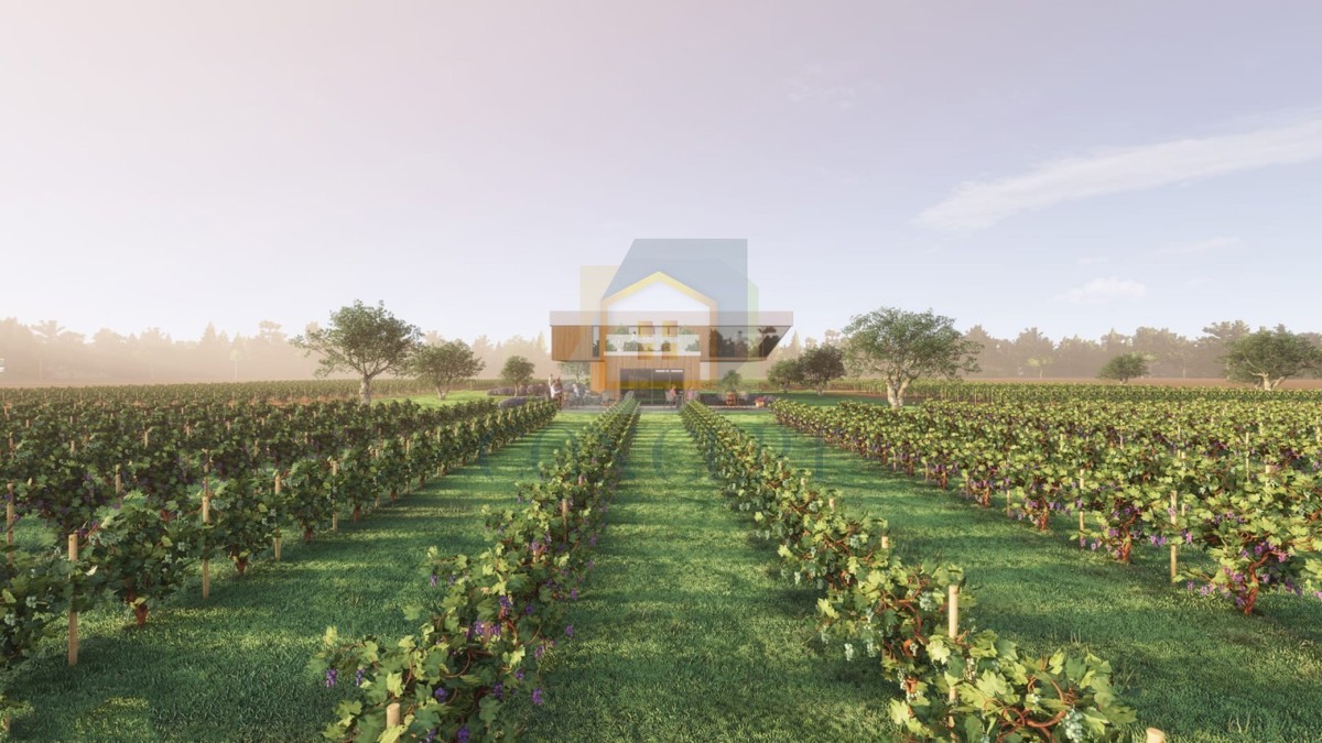 Buje, okolica, Prekrasno zemljište, idealno za gradnjo vinske kleti