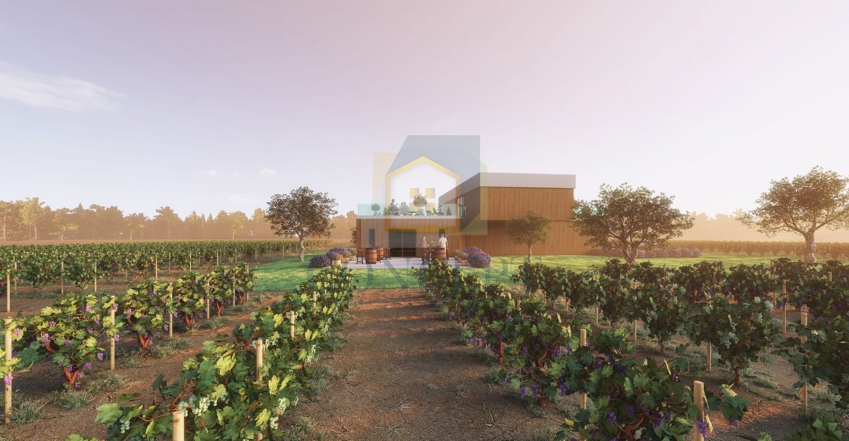 Buje, okolica, Prekrasno zemljište, idealno za gradnjo vinske kleti