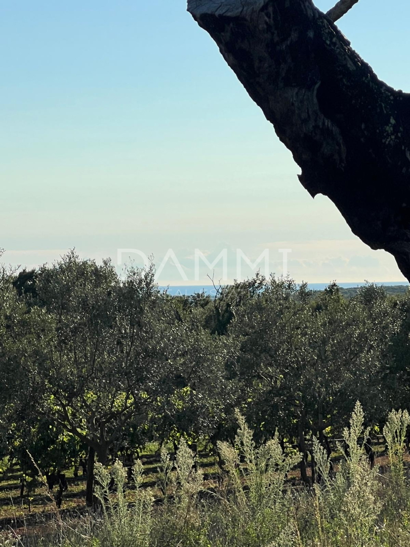 ISTRA, ŽMINJ - Izdvojeno gradbeno zemljišče 1255 m2