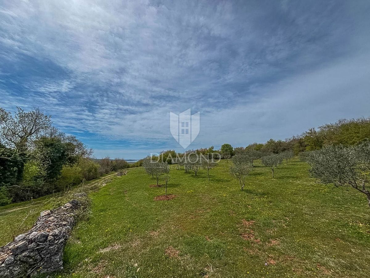 Istra, Novigrad, okolica - oljčnik na robu gradbenega območja!