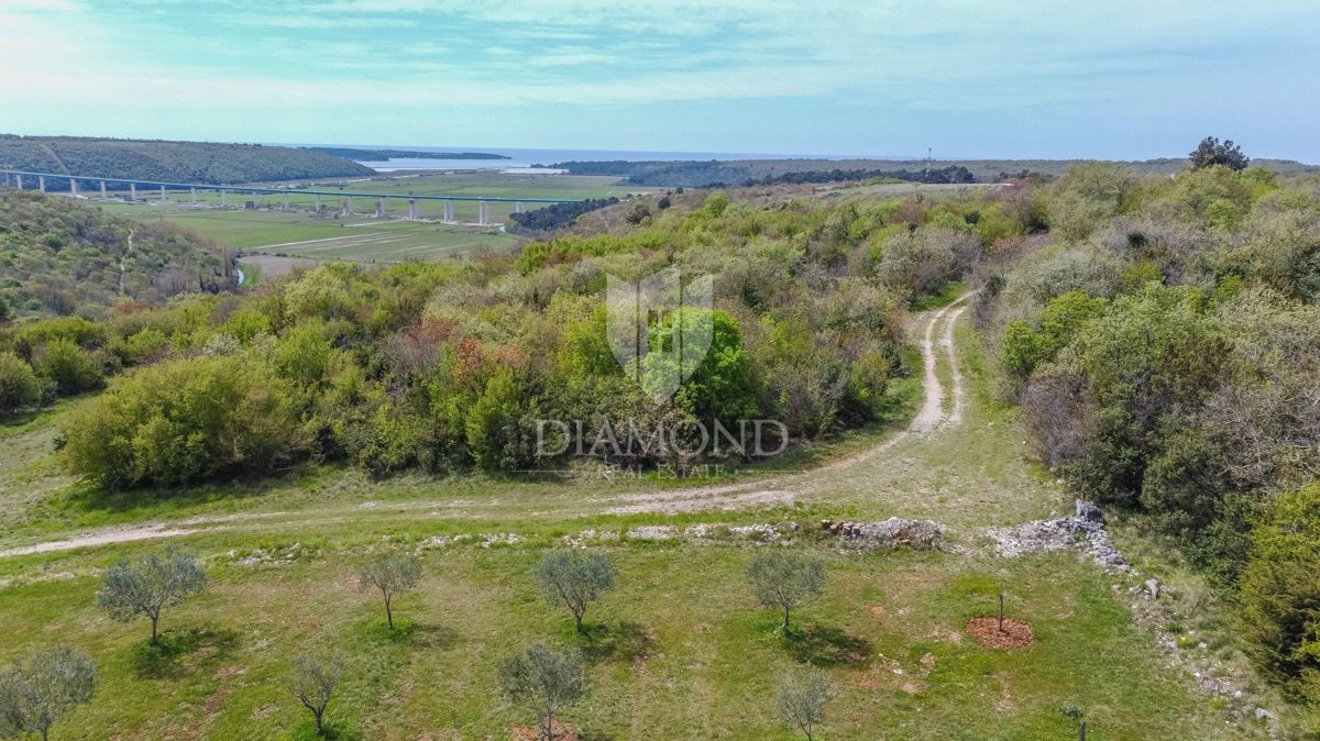 Istra, Novigrad, okolica - oljčnik na robu gradbenega območja!